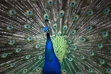peacock