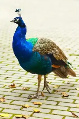 peacock bird
