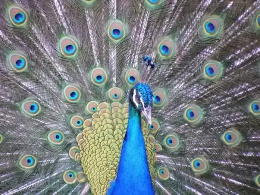 peacock bird wingtip toys