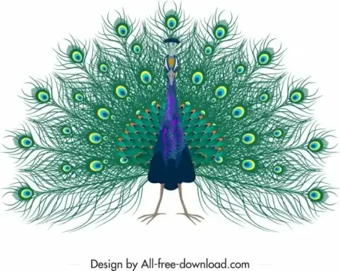 peacock painting sketch colorful showy decor