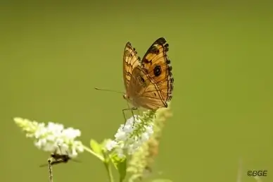 peacock pansy