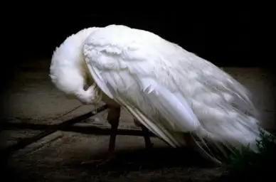 peacock white bird