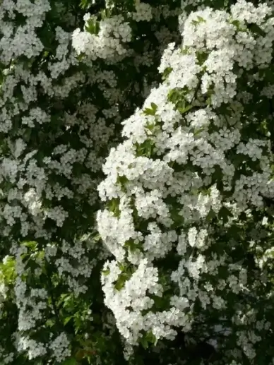 pear blossom pear flower
