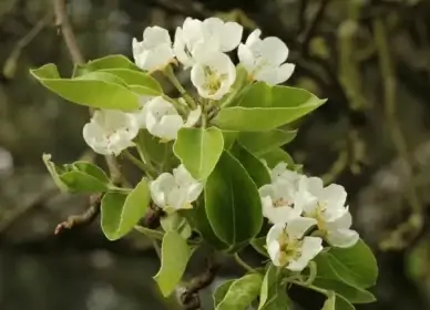 pear blossom white tender