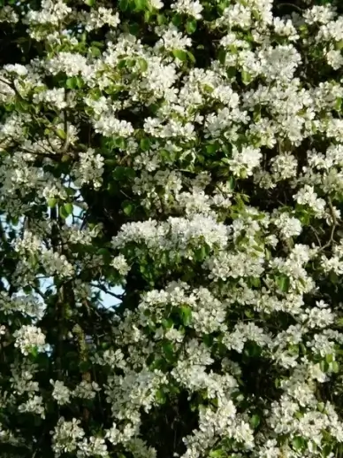 pear flowers white