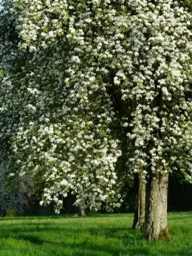 pear pear blossom flower