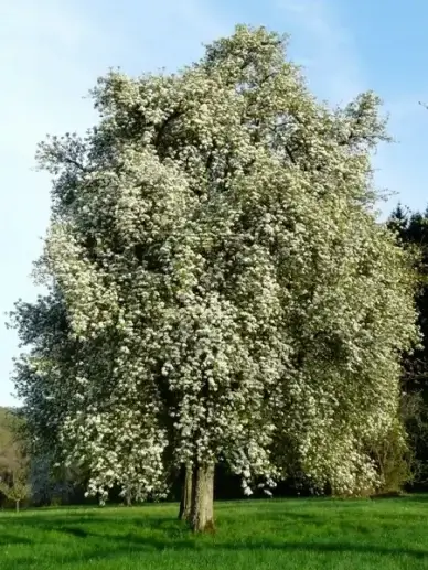 pear pear blossom flower