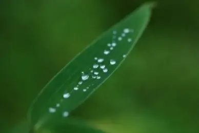pearls of nature