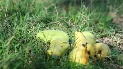 Pears