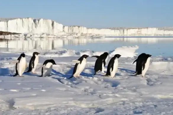penguins birds arctic