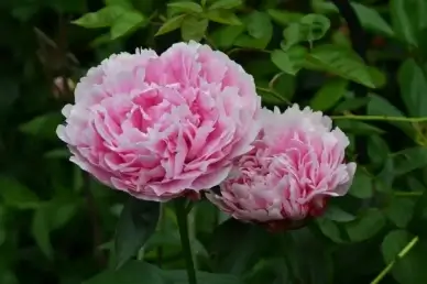 peonies