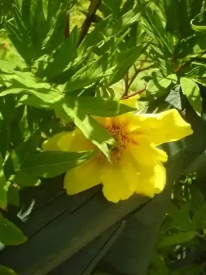 peony