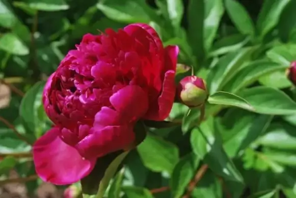 peony and bud