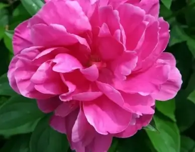 peony blossom petals