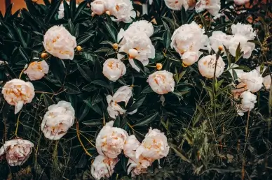 Peony blossom scene picture realistic contrast