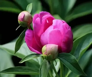 peony bud flower bud pink