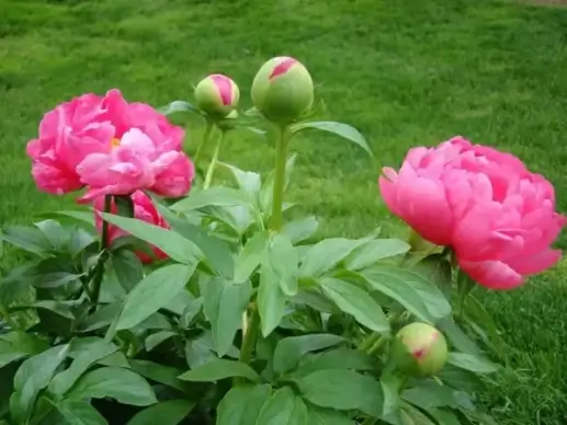 peony buds