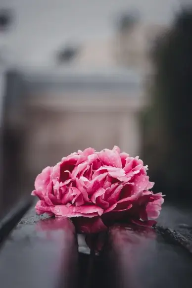 Peony flora backdrop contrast closeup