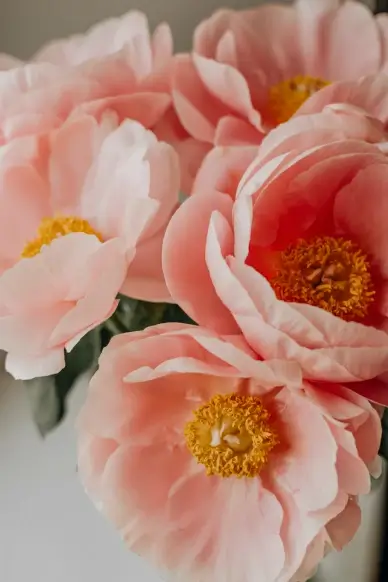 Peony floral backdrop picture elegant closeup