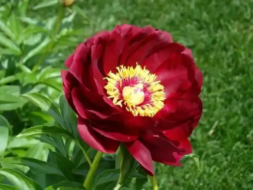 peony flower