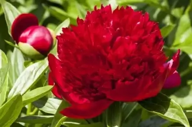 peony flower nature
