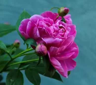 peony flower perennial