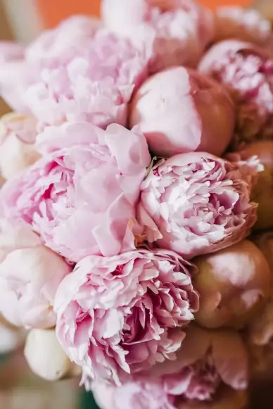 Peony flowers backdrop picture elegant closeup