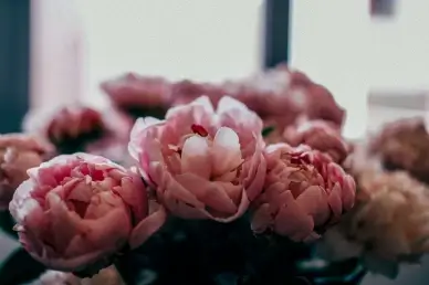 peony houseplant backdrop picture contrast closeup