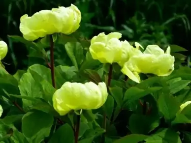 peony yellow flower