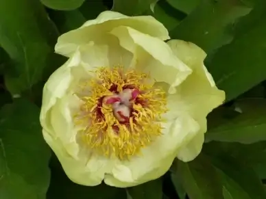 peony yellow flower
