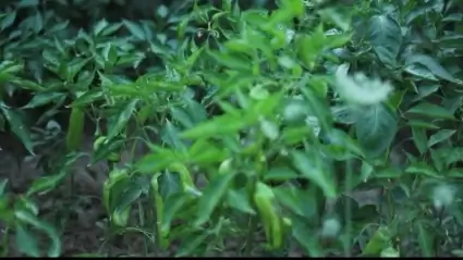 Peppers