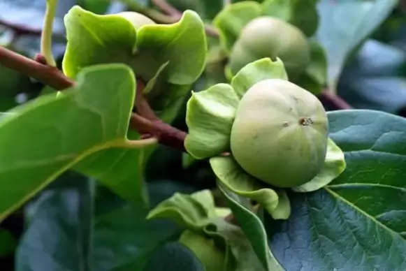 persimmon tree