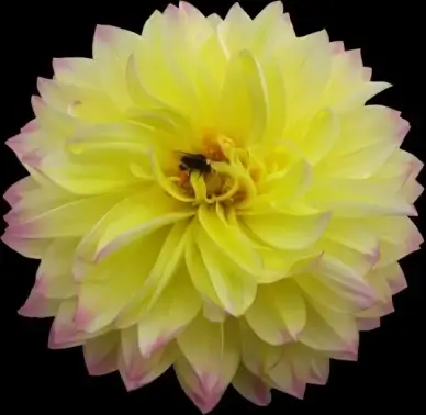 pet flower yellow
