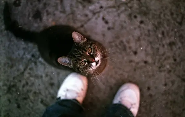 pet me now