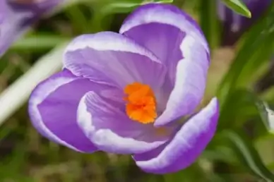 petal plant flora