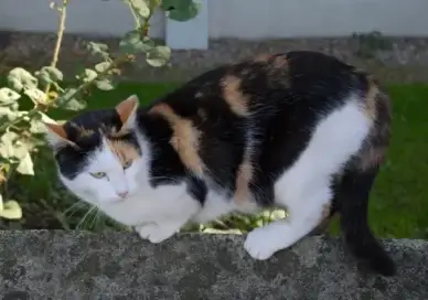 pets cat mammal