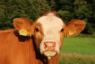 pets cow cows