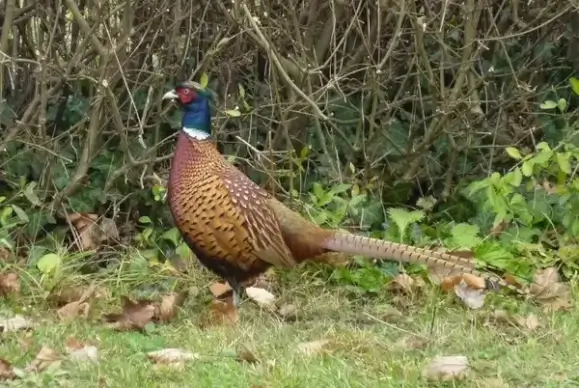 pheasant bird fowl