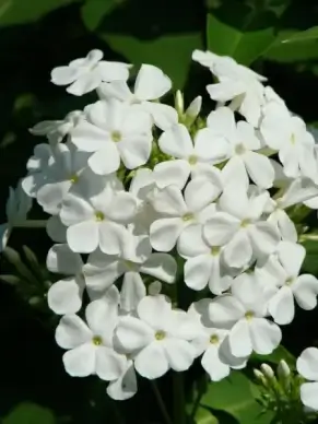 phlox flower flower garden