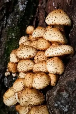 pholiota squarrosa