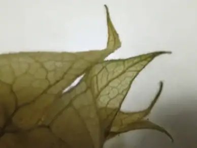 physalis