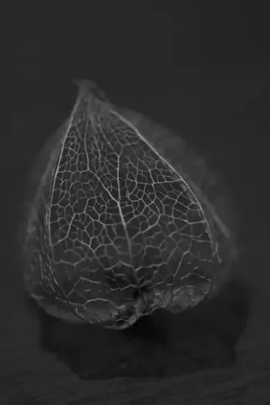 physalis flower sharpen by the wind