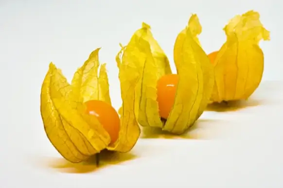 physalis flowers picture elegant bright closeup
