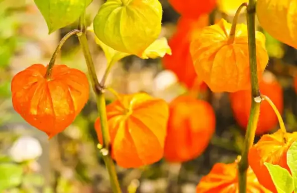 physalis tree picture orange green closeup