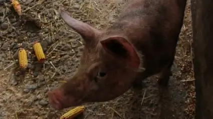 Pig