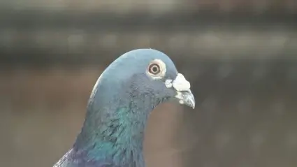Pigeon