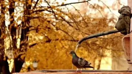Pigeon