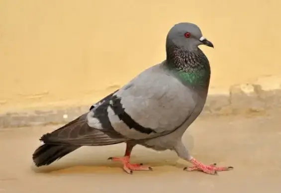 pigeon birds macro