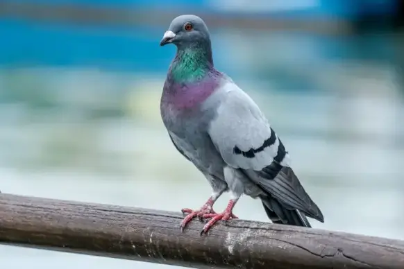 pigeon perching picture cute closeup elegance