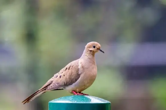 pigeon perching picture elegant closeup